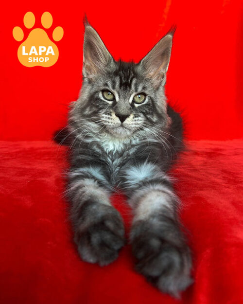 чорний сріблястий мейн-кун