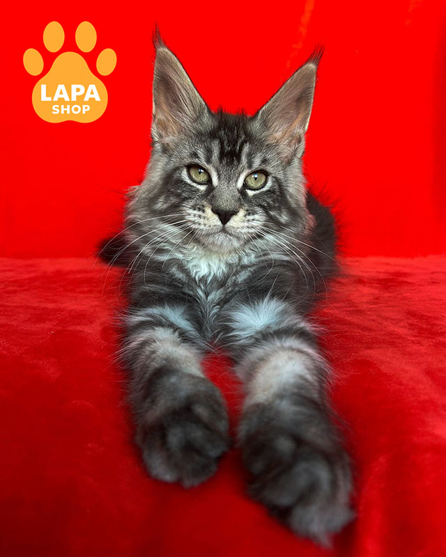 чорний сріблястий мейн-кун