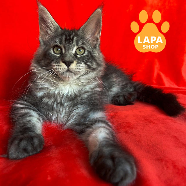 Тест: Чи комфортно вам буде жити з мейн-куном? lily 02