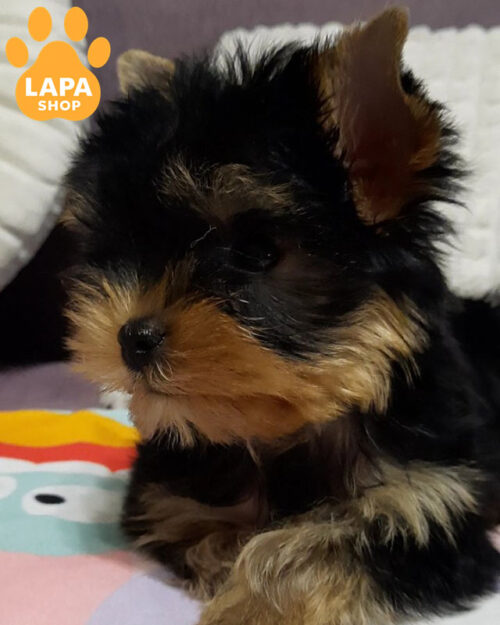 йоркширский терьер