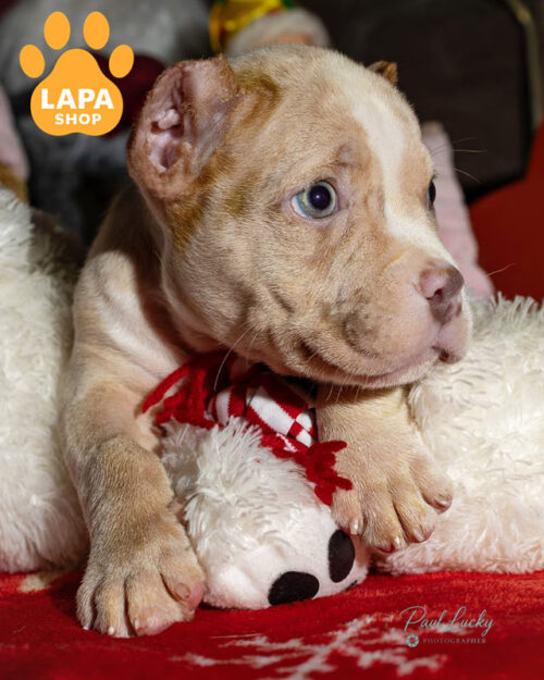 American Bully Pocket