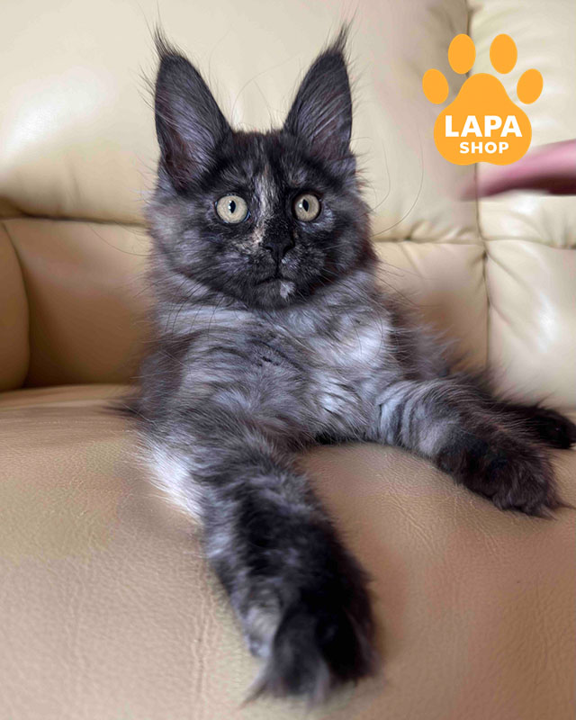 черепаховий сріблятий мейн-кун