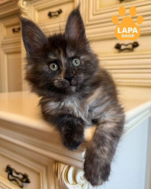 черепаховий сріблястий мейн-кун