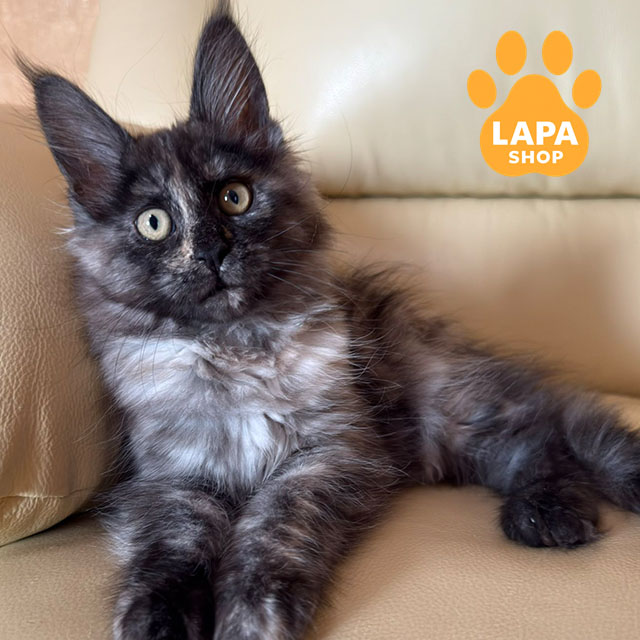 Тест: Чи комфортно вам буде жити з мейн-куном? liviya 02 1