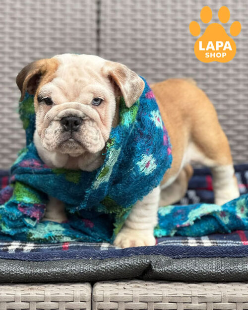 рудо-білий англійський бульдог