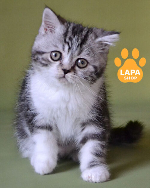 черное дымное скотиш-страйт