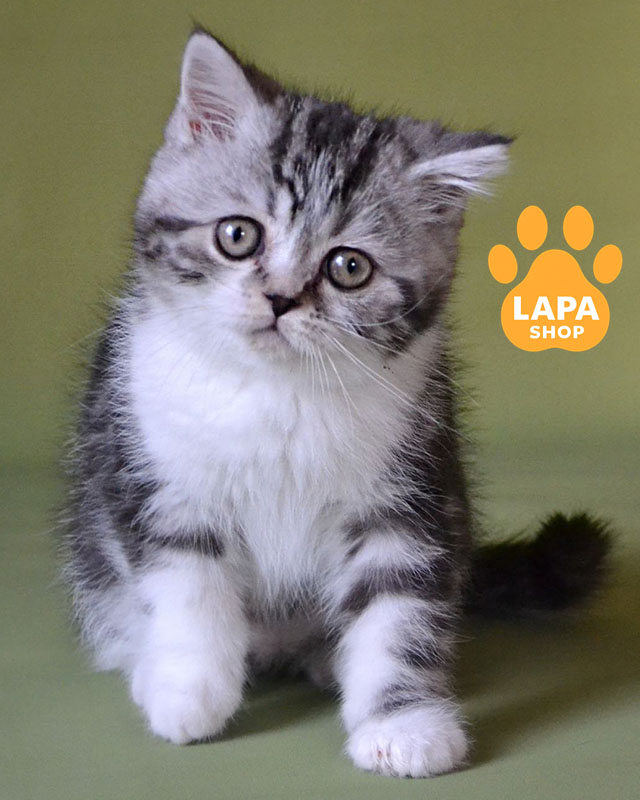 черное дымное скотиш-страйт