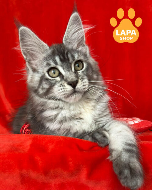 черепаховий сріблястий мармуровий мейн-кун