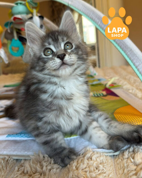 черепаховый серебристый мейн-кун