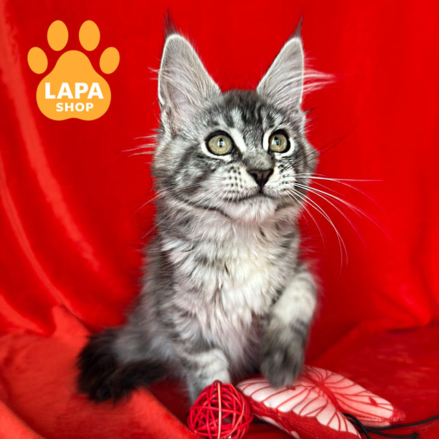 Тест: Чи комфортно вам буде жити з мейн-куном? loren 02 1