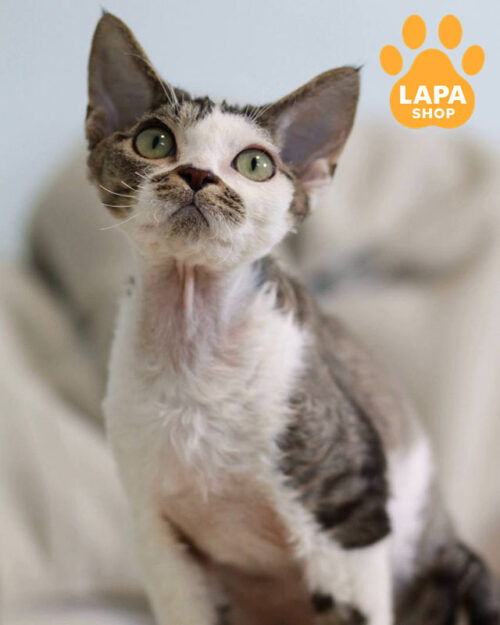 девон-рекс забарвленян чорний таббі