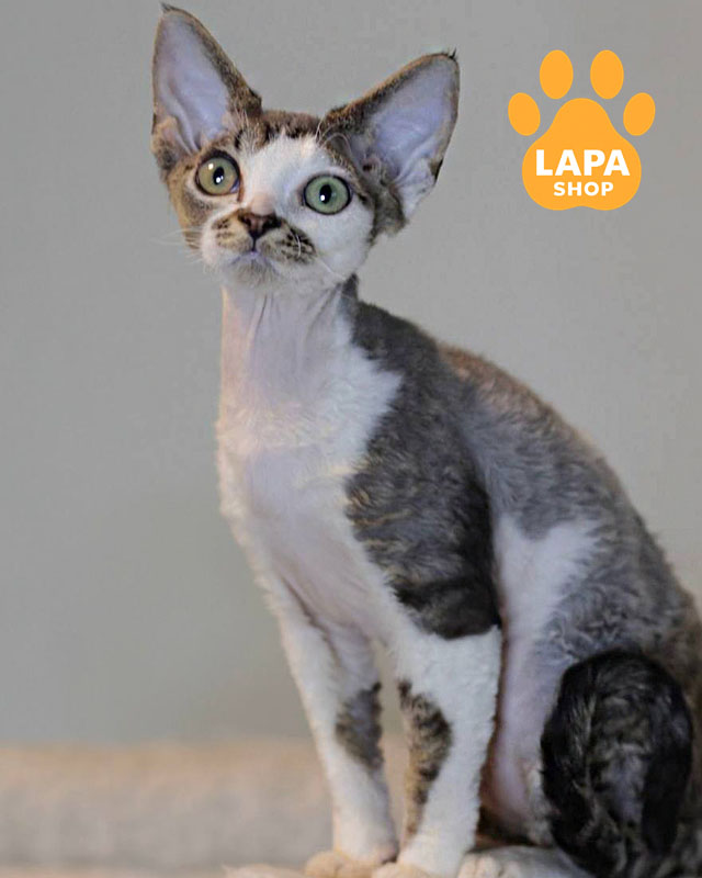 черный табби девон-рекс