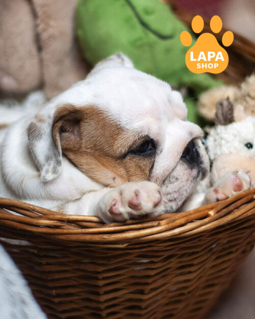 білий англійський бульдог