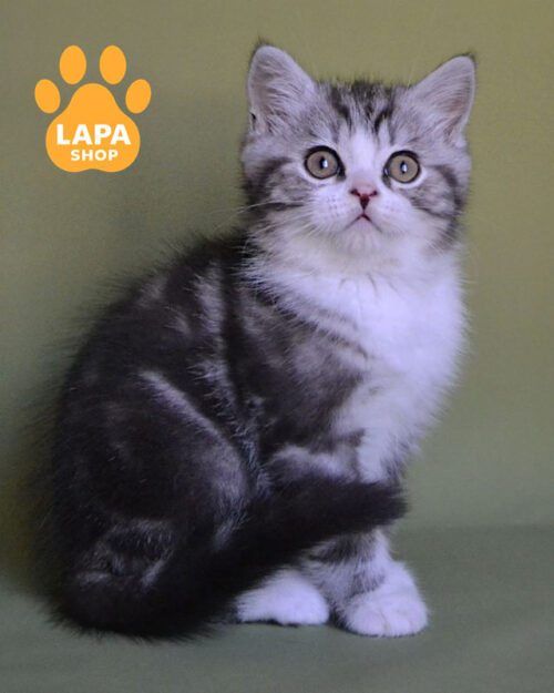 чорний димний мармуровий скотіш-страйт