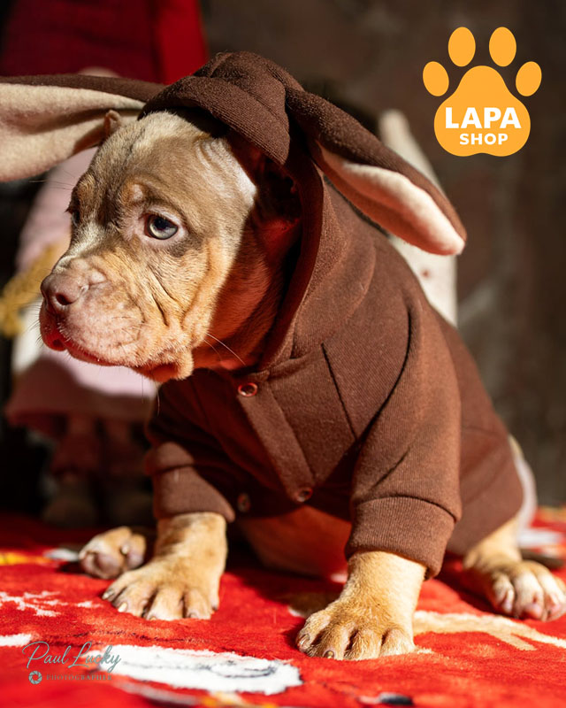 американский булли