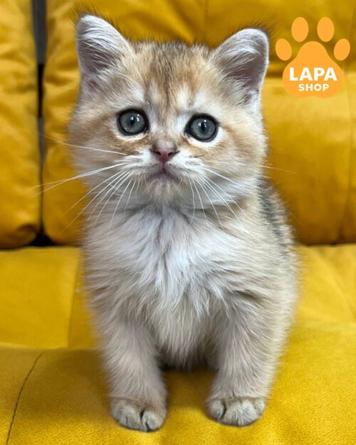 черный золотой скотиш-страйт