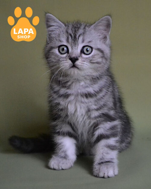 черный серебристый скотиш-страйт