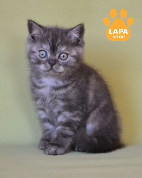 черный дымный скотиш-страйт