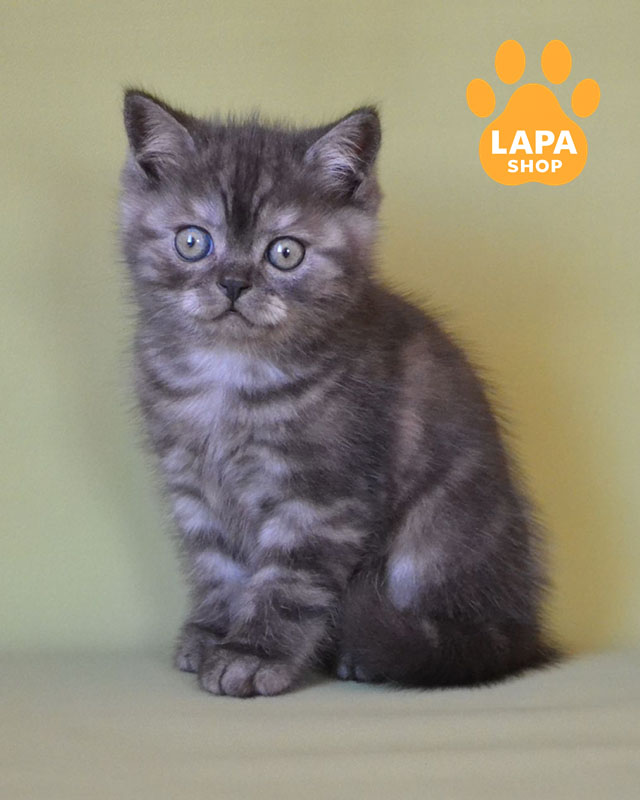 черный дымный скотиш-страйт