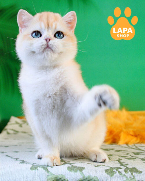 чорна золота британська короткошерста