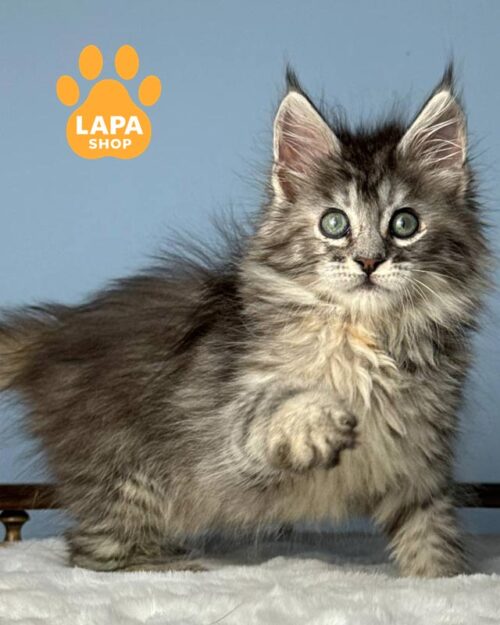 серебристо-черепаховая кошка мейн-кун