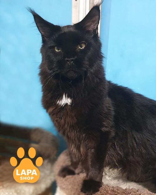 чорний мейн-кун