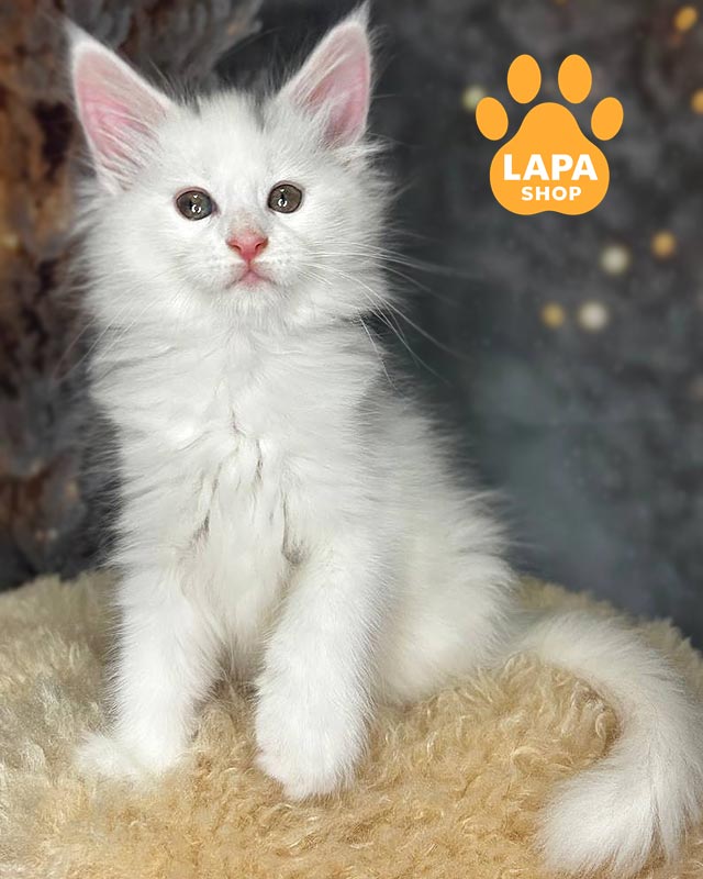 белый мейн-кун