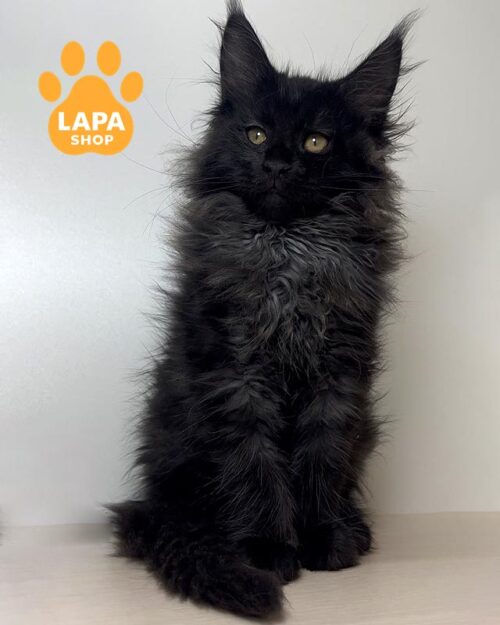 черный мейн-кун