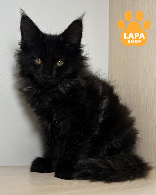 черный мейн-кун