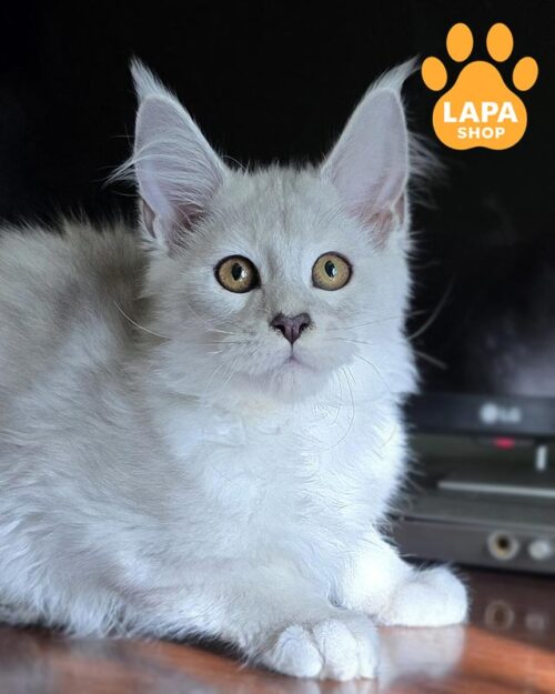 silver Maine Coon <br> <br> <br>