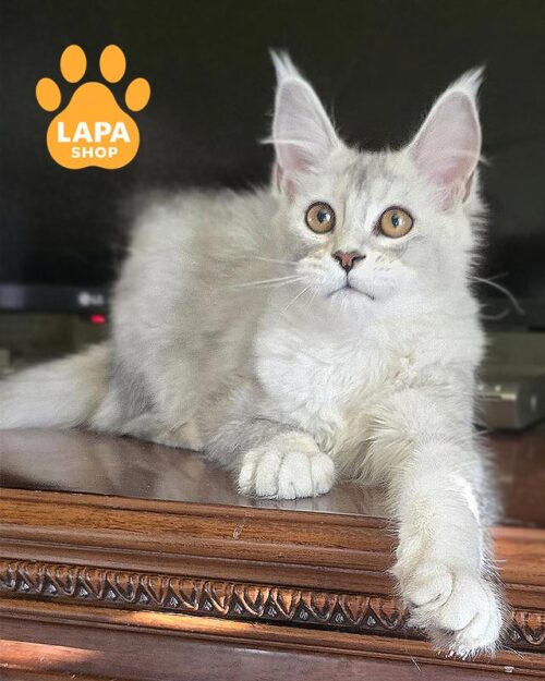 срібляста кішка мейн-кун