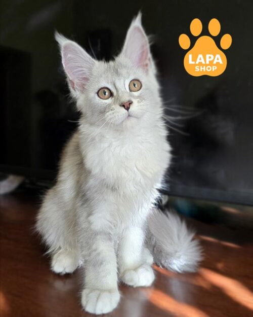 silver Maine Coon kitty