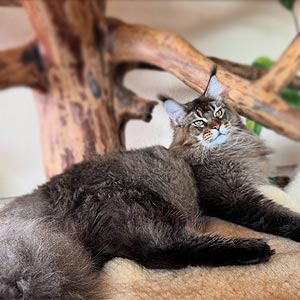 Элегантная кошечка породы мейн-кун с изысканным черепаховым окрасом Kleopatra mco dad 1