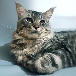 Ivi – элегантная мраморная красавица породы мейн-кун mco dad 2