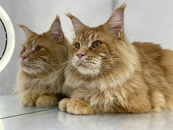 Rihanna – очень активная и любознательная красавица породы мейн-кун в эффектной шубке уникального окраса mco dad