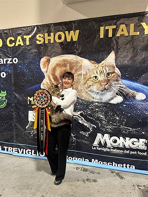 Элегантная кошечка породы мейн-кун с изысканным черепаховым окрасом Kleopatra mco dad0