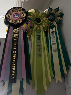 Элегантная кошечка породы мейн-кун с изысканным черепаховым окрасом Kleopatra mco dad01