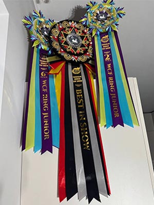 Элегантная кошечка породы мейн-кун с изысканным черепаховым окрасом Kleopatra mco dad09