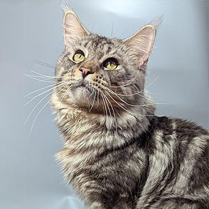 Ivi – элегантная мраморная красавица породы мейн-кун mco dad1 1