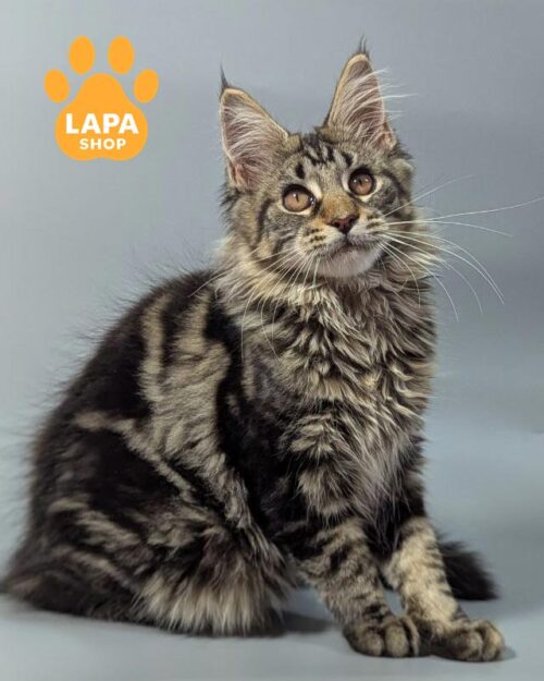 мраморная кошка мейн-кун