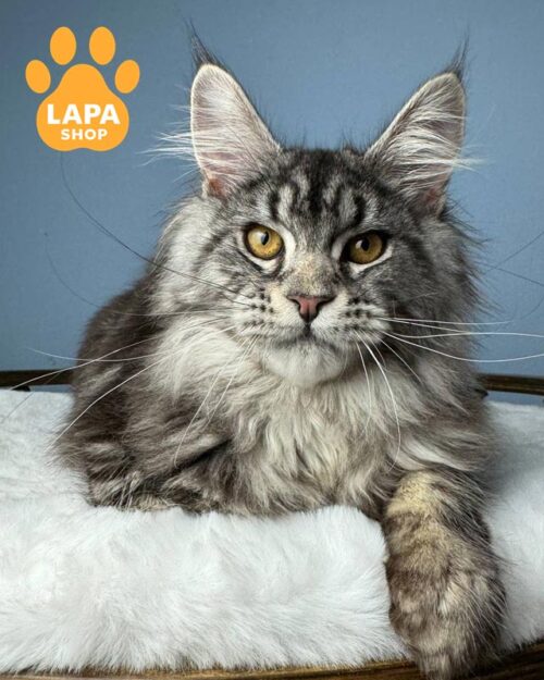 сріблясто-мармурова кішка мейн-кун