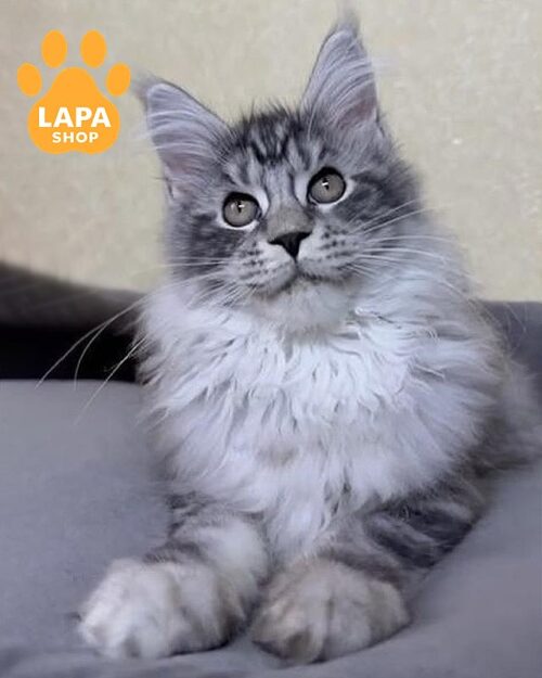 сріблясто-мармуровий мейн-кун