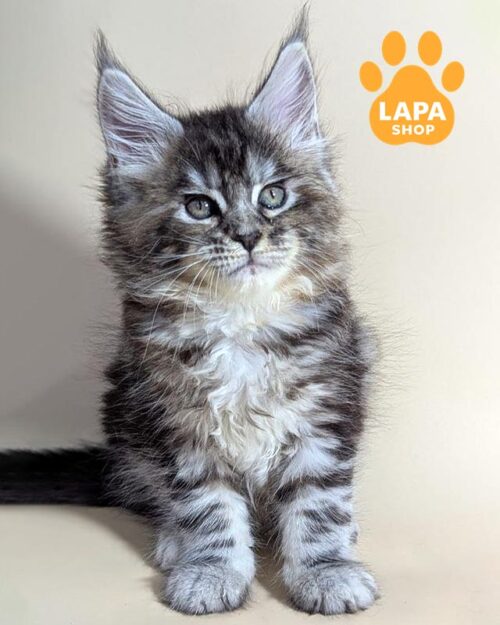 кішка мейн-кун