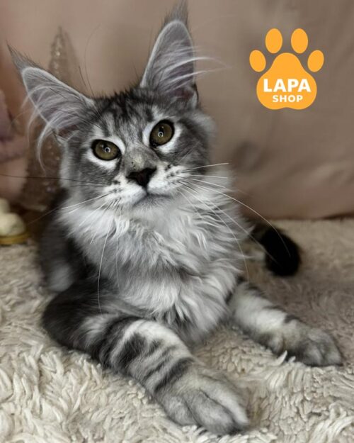 серебристо-мраморная кошка мейн-кун