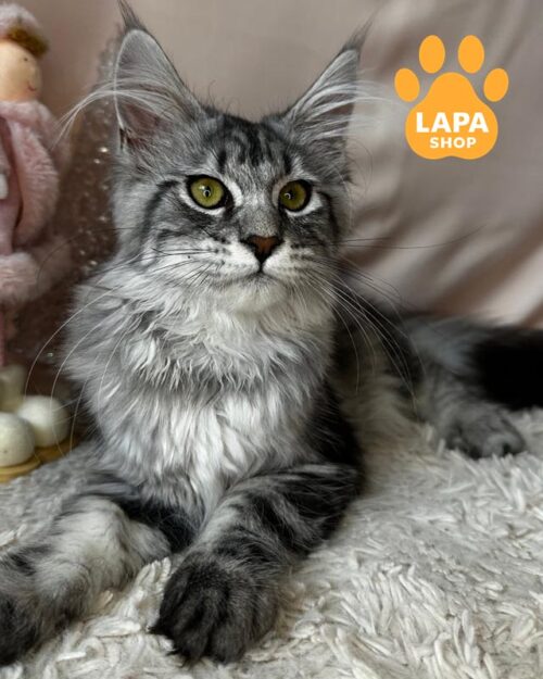 серебристо-мраморная кошка мейн-кун