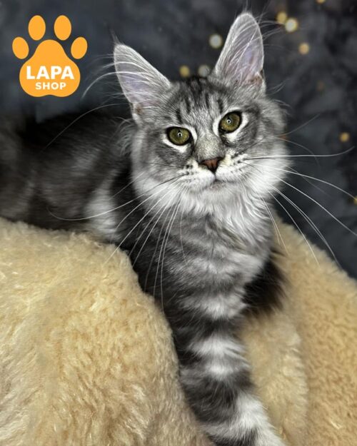 серебристо-мраморная кошка мейн-кун