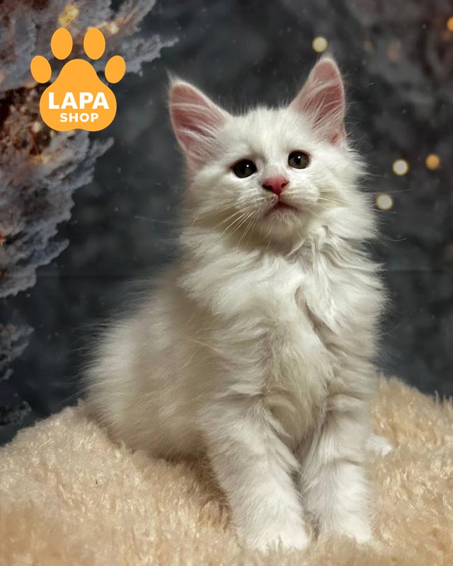 белоснежная кошка мейн-кун