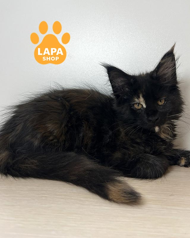 черепаховая кошка мейн-кун