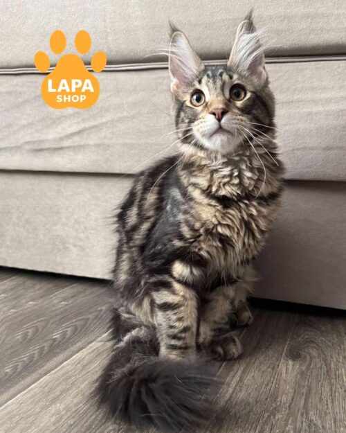 мармуровий мейн-кун