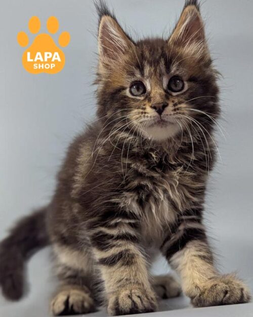 мармуровий мейн-кун